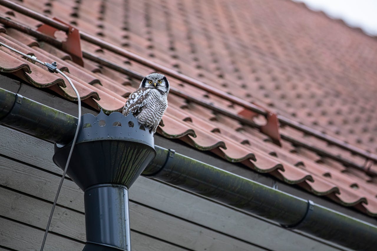 digital-01 A Northern Hawk-Owl sits perched on a house rain gutter under a tiled roof.